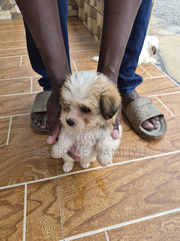 3-6 months Male Mixed Breed Havanese - thumbnail 4