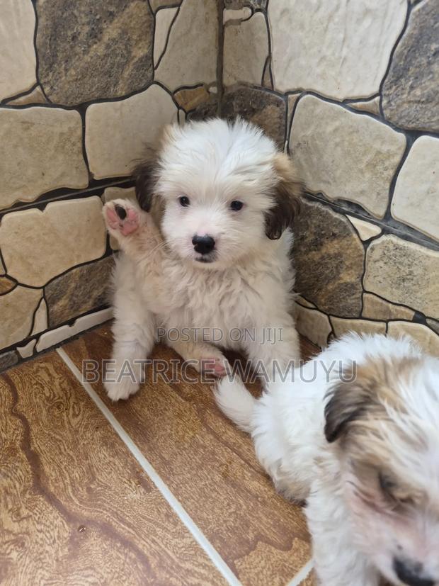 3-6 months Male Mixed Breed Havanese - thumbnail 7