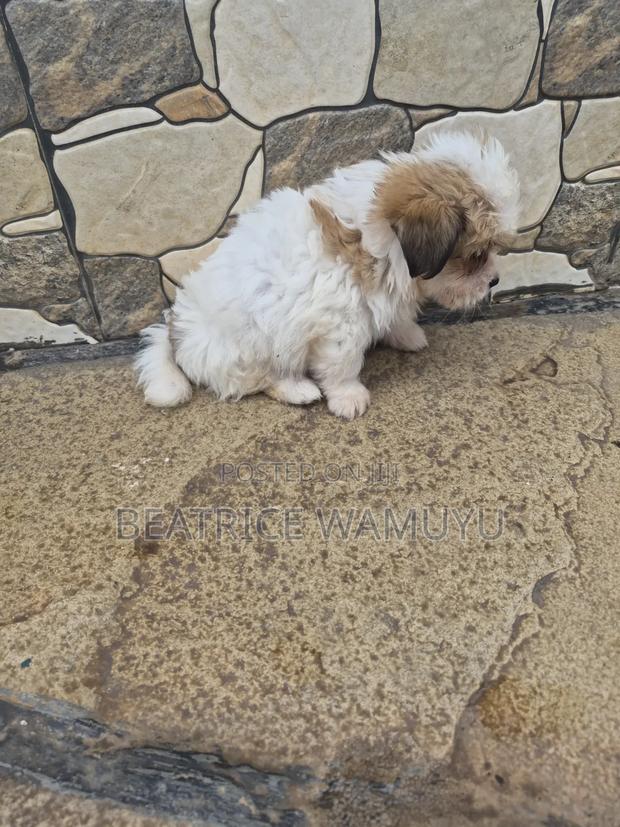 3-6 months Male Mixed Breed Havanese - thumbnail 9
