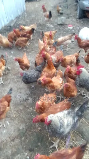 Kienyenji Hen