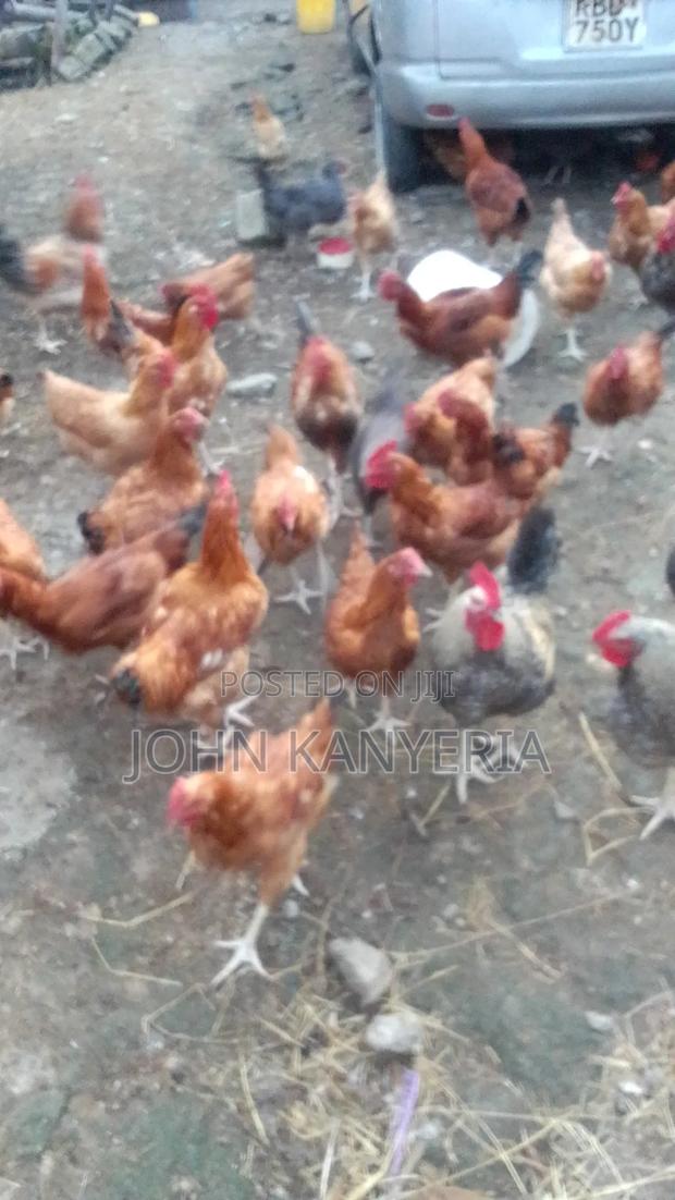 Kienyenji Hen - thumbnail 2