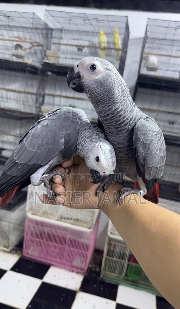 Grey Talking Birds Trained and Friendly