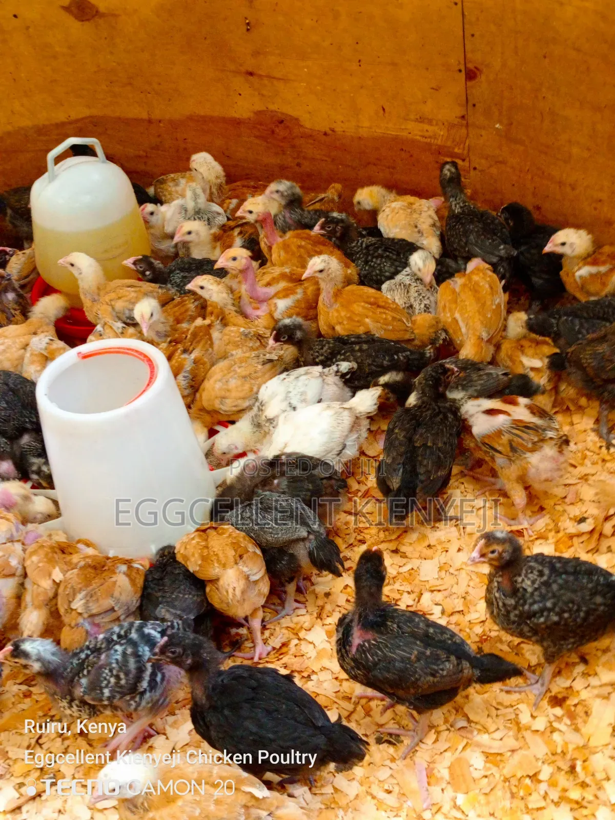 Payment on Delivery 4 Weeks Vaccinated Improved Kienyeji Chicks