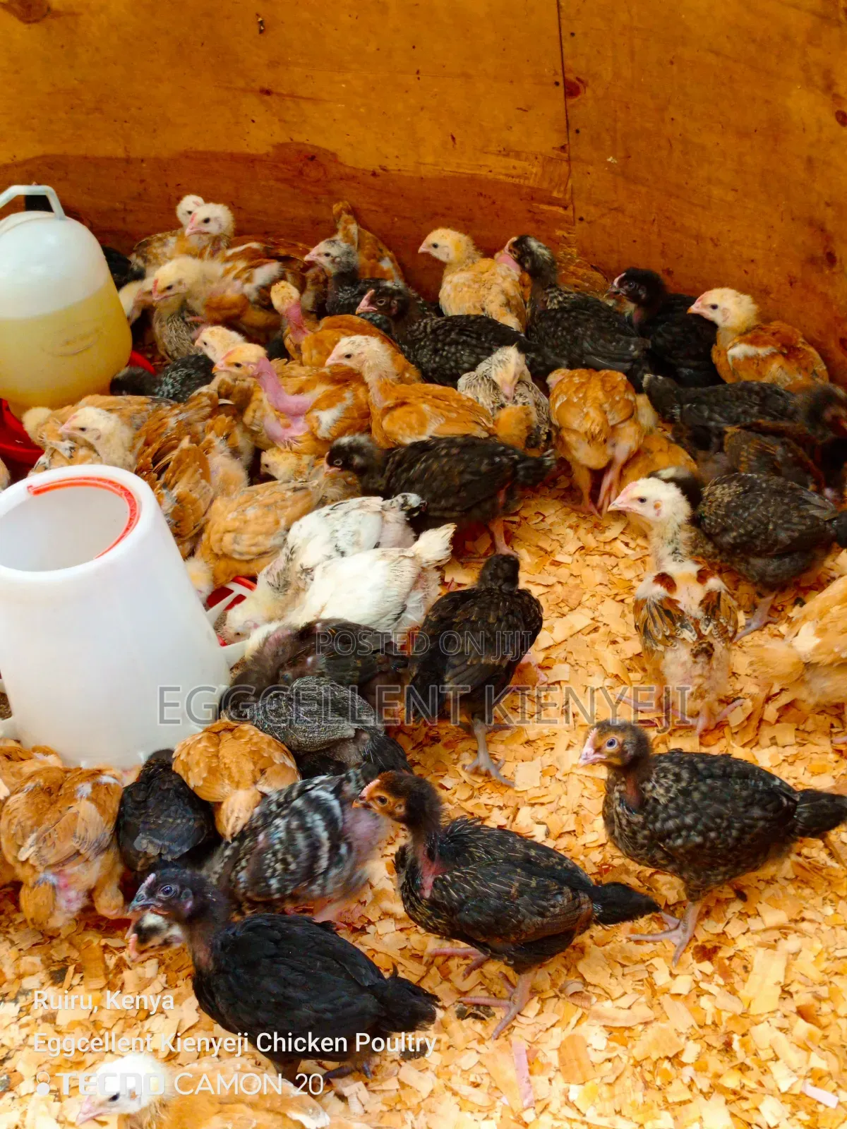 Payment on Delivery 4 Weeks Vaccinated Improved Kienyeji Chicks
