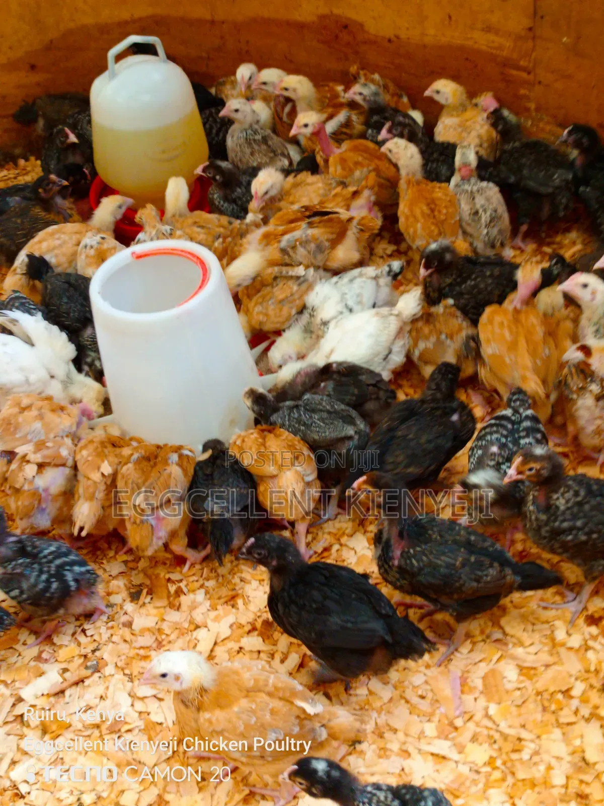 Payment on Delivery 4 Weeks Vaccinated Improved Kienyeji Chicks