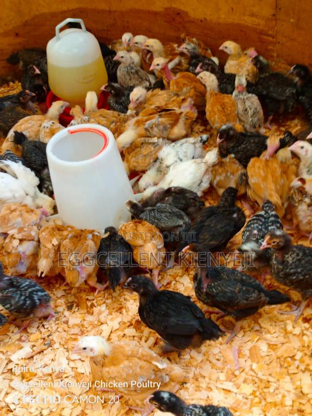 Payment on Delivery 4 Weeks Vaccinated Improved Kienyeji Chicks - thumbnail 3