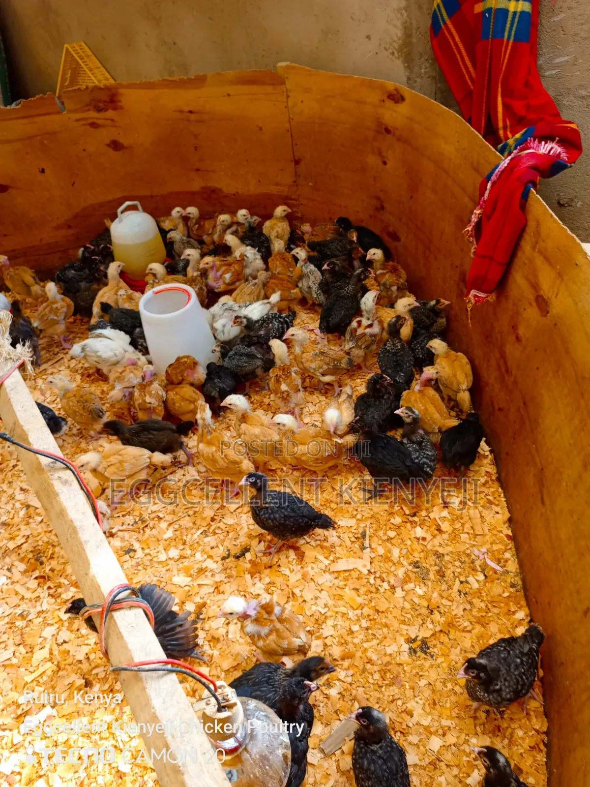 Payment on Delivery 4 Weeks Vaccinated Improved Kienyeji Chicks