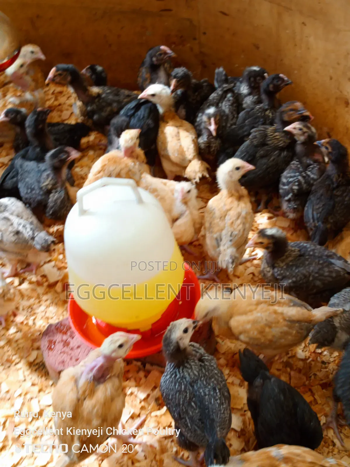 Payment on Delivery 4 Weeks Vaccinated Improved Kienyeji Chicks