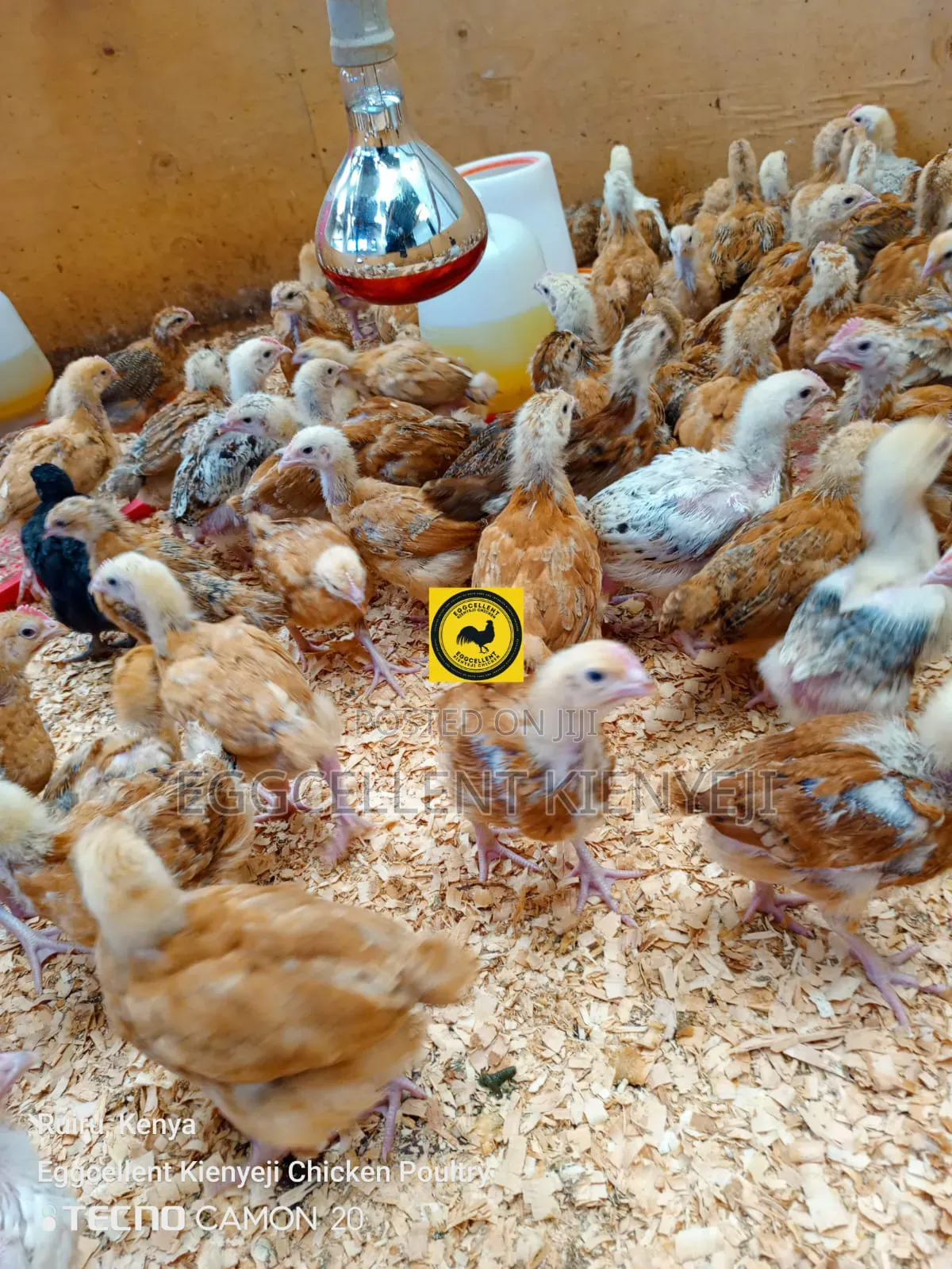 Payment on Delivery 4 Weeks Vaccinated Improved Kienyeji Chicks