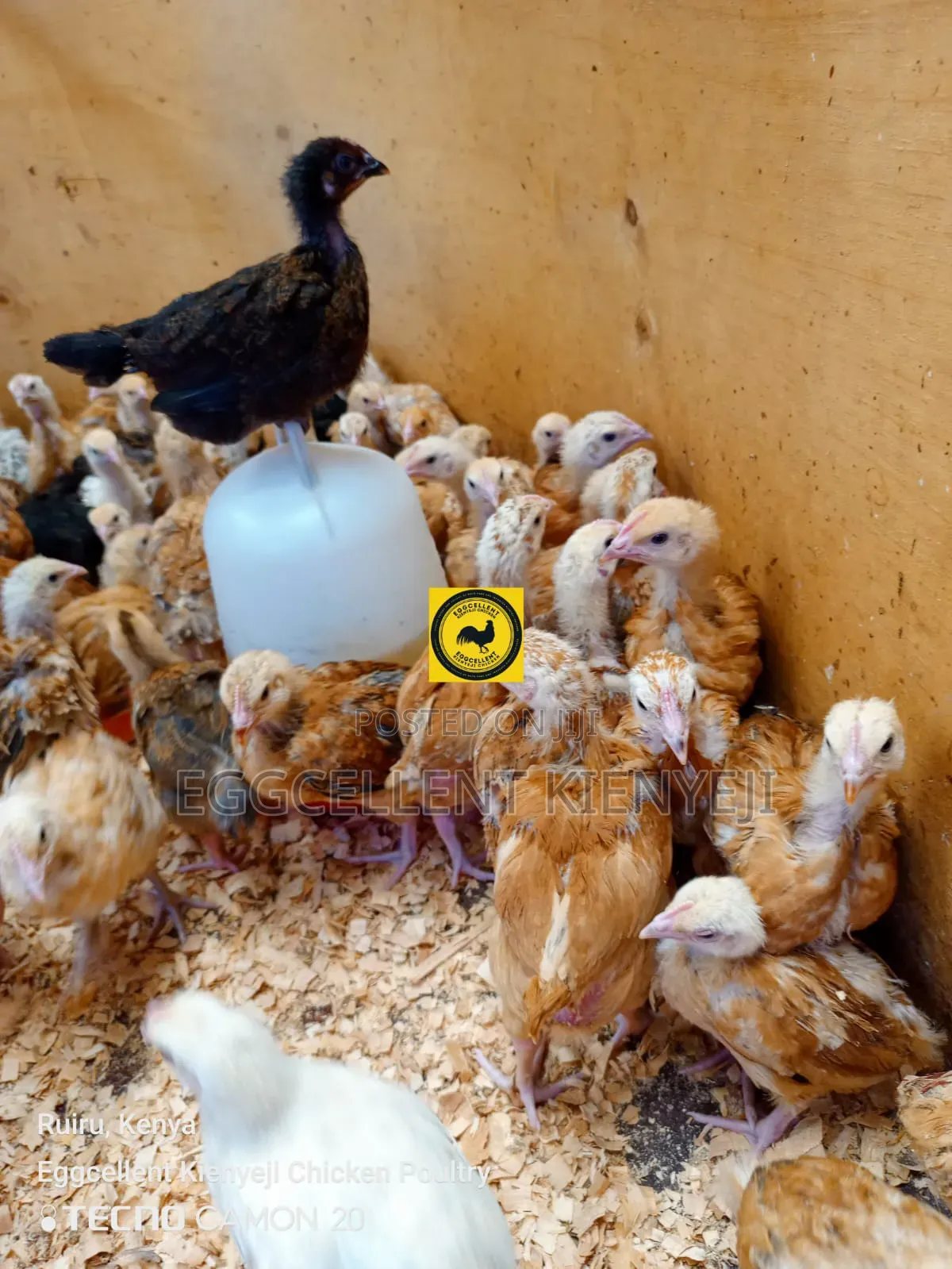 Payment on Delivery 4 Weeks Vaccinated Improved Kienyeji Chicks