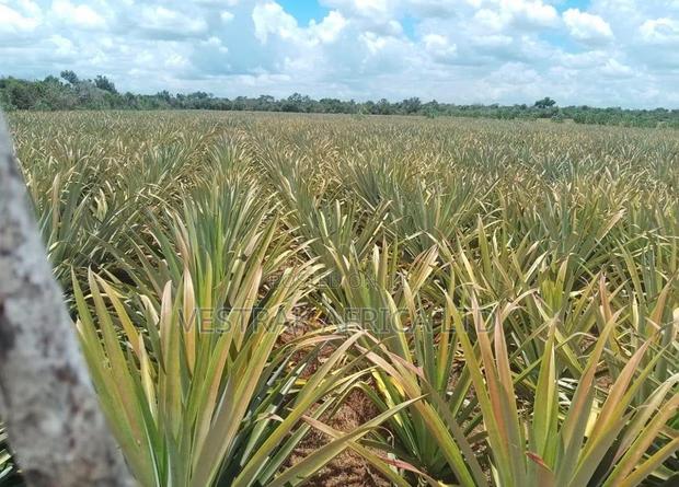 Malindi Parcels for Sale - thumbnail 3