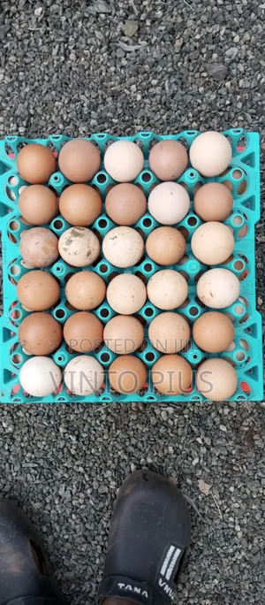 Fertilized Eggs