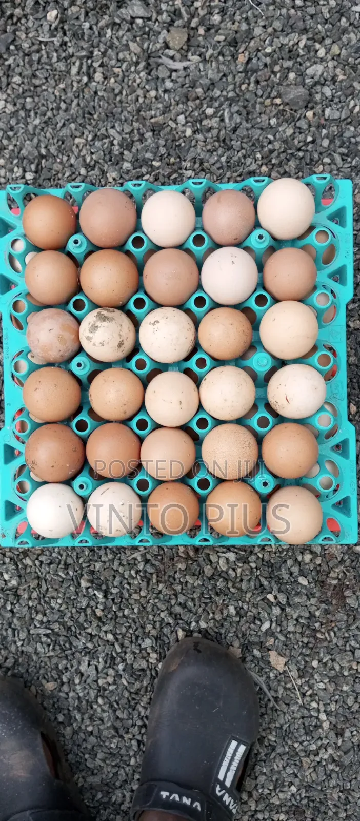 Fertilized Eggs