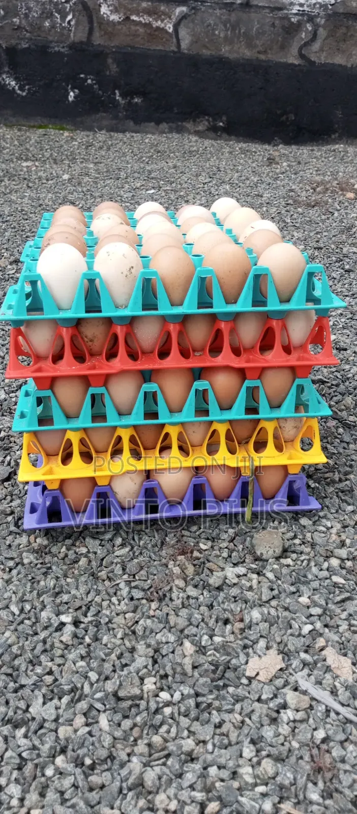Fertilized Eggs