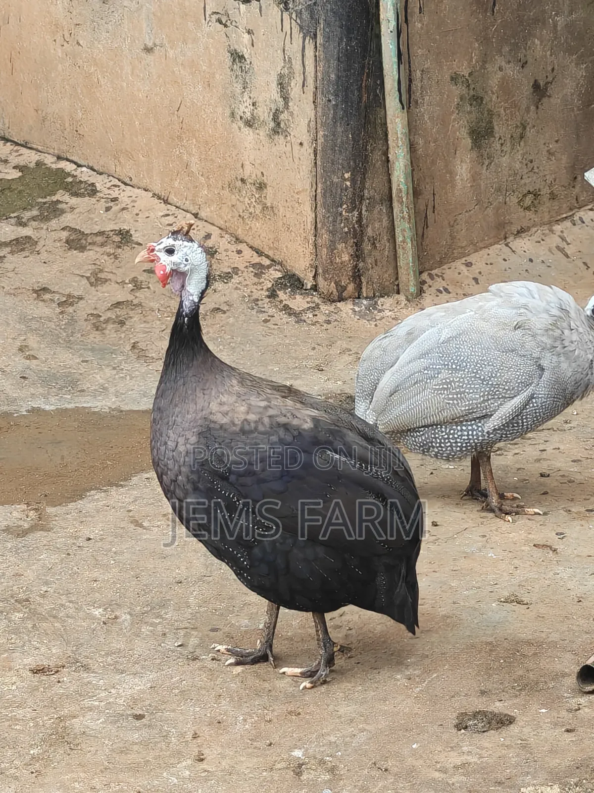 Mature Royal Purple Guinea Fowls