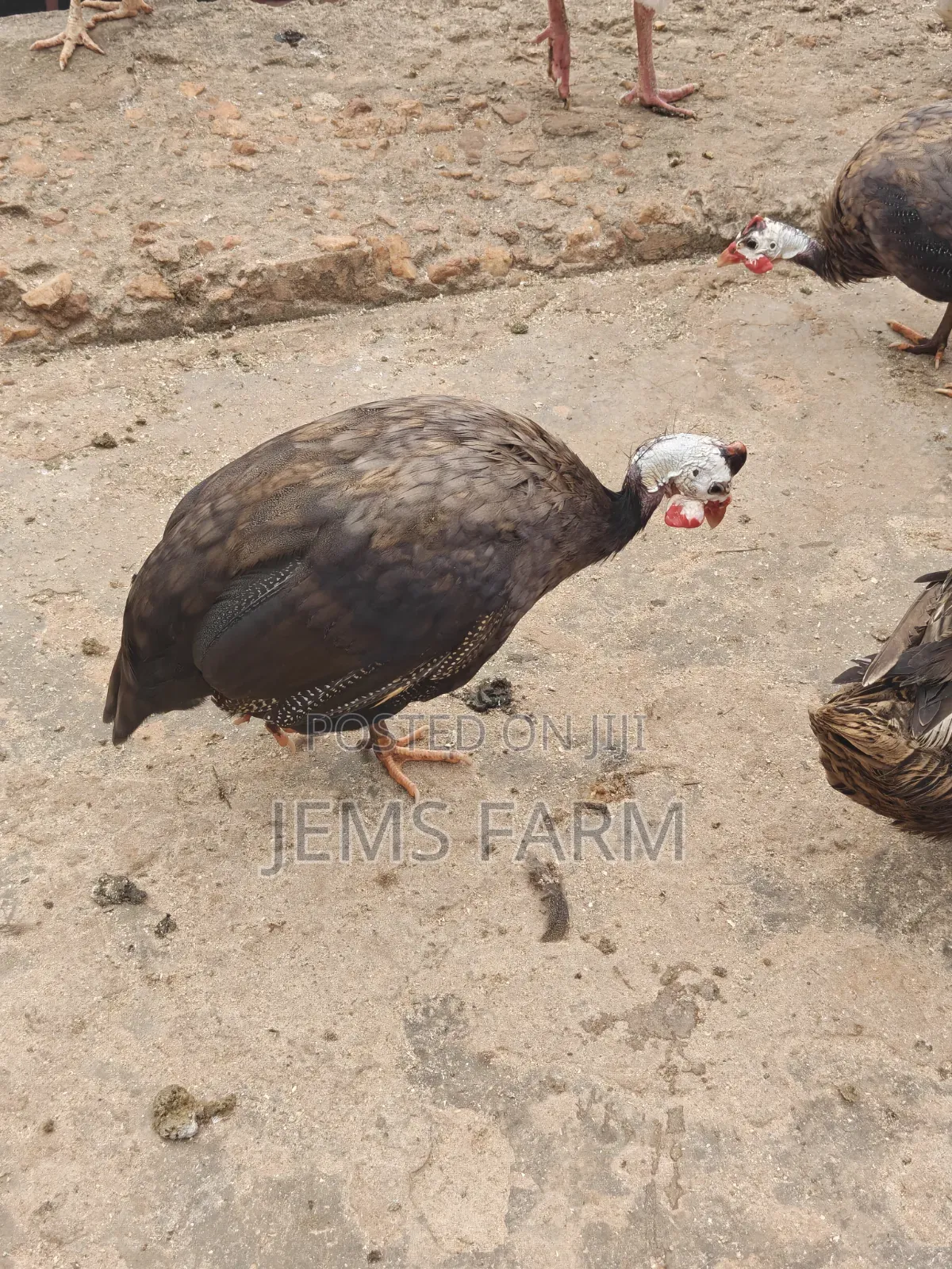 Mature Royal Purple Guinea Fowls