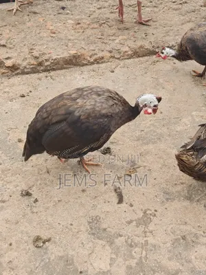 Mature Royal Purple Guinea Fowls