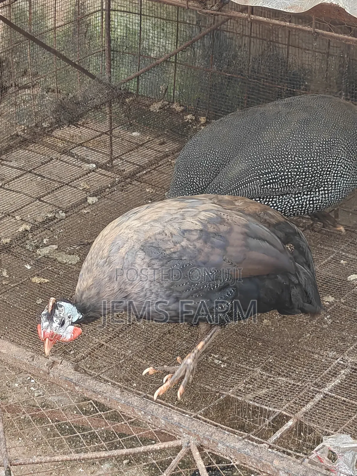 Mature Royal Purple Guinea Fowls