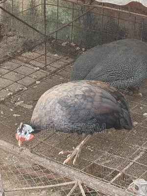 Mature Royal Purple Guinea Fowls