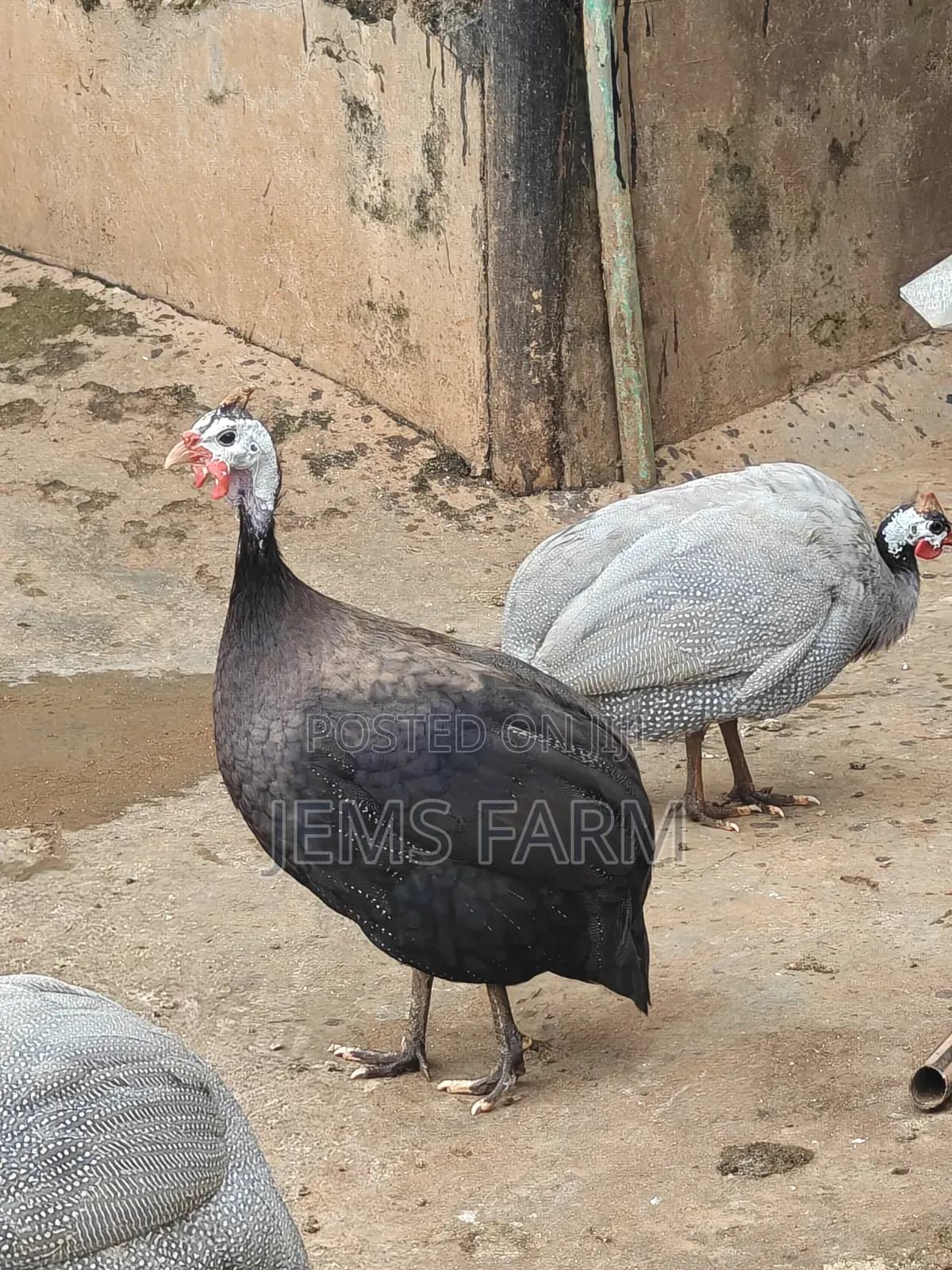 Mature Royal Purple Guinea Fowls