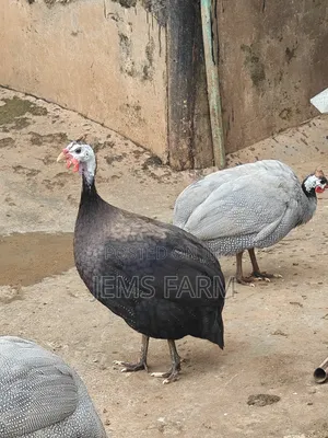 Mature Royal Purple Guinea Fowls