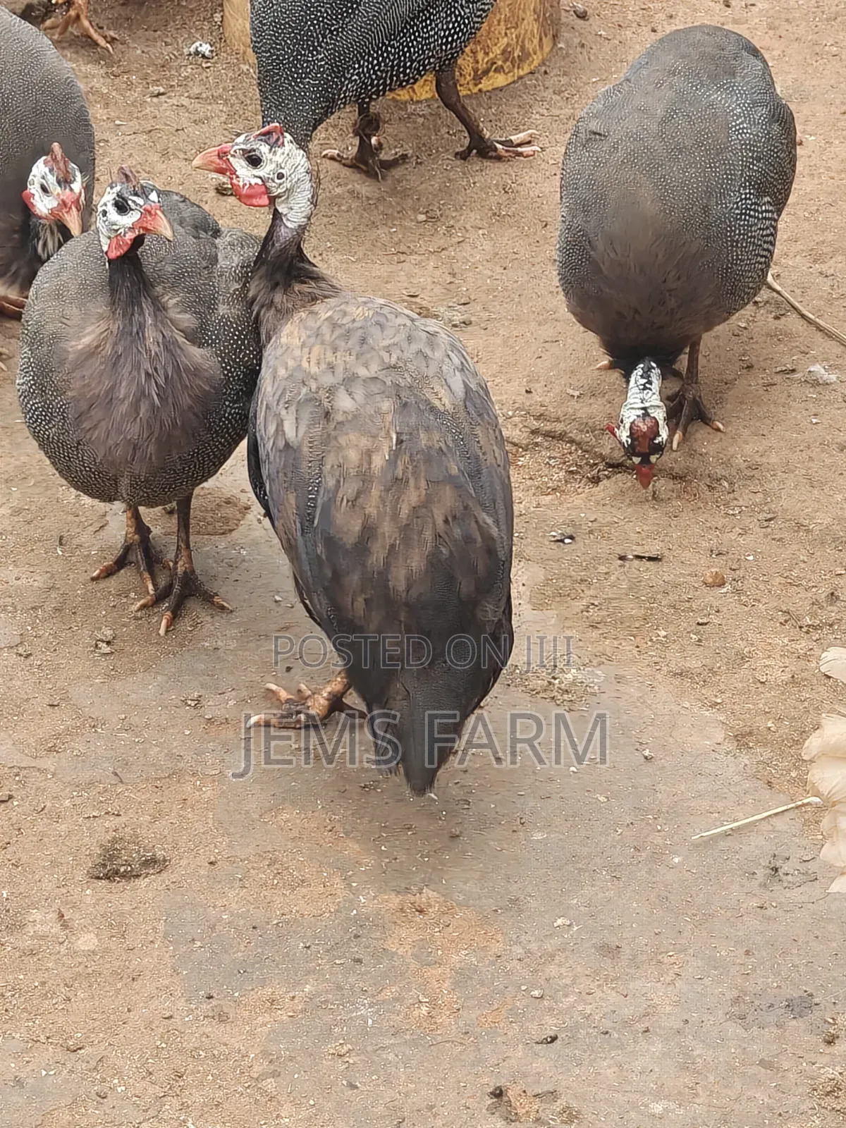 Mature Royal Purple Guinea Fowls