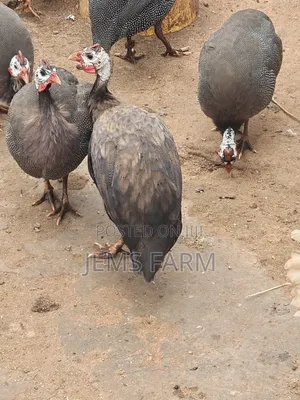 Mature Royal Purple Guinea Fowls