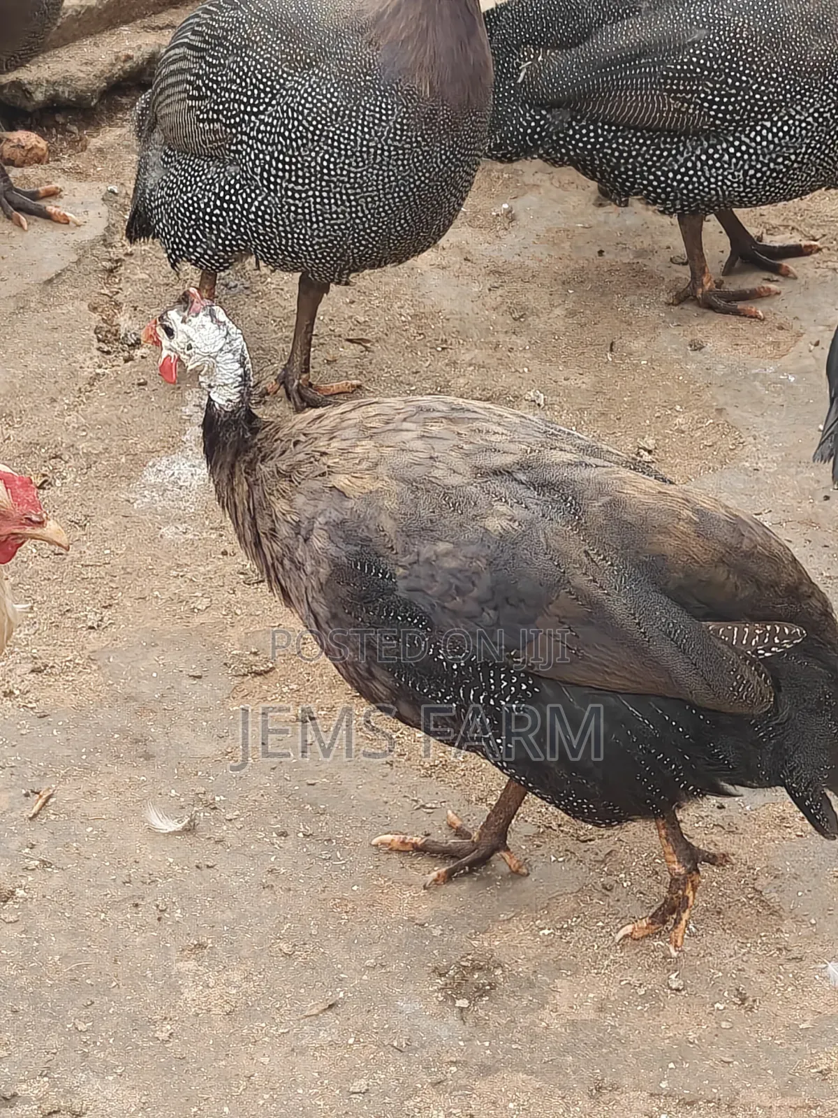Mature Royal Purple Guinea Fowls