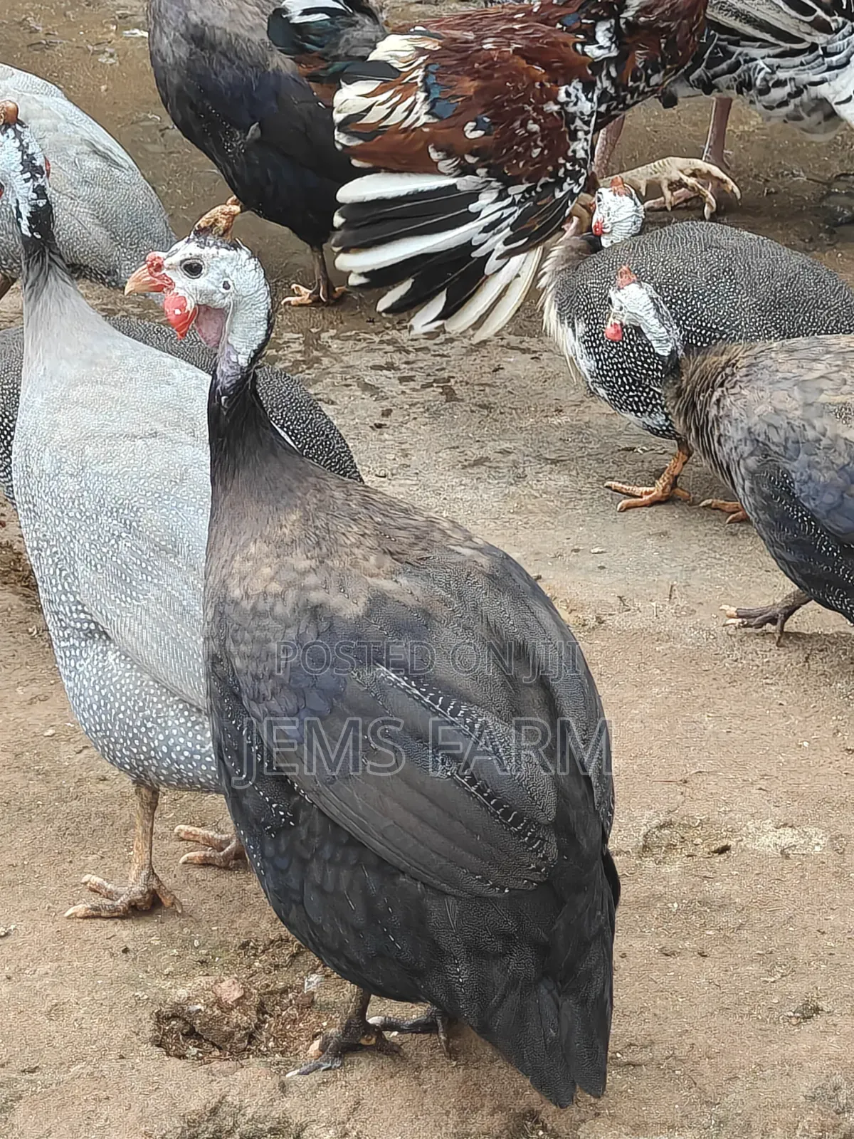 Mature Royal Purple Guinea Fowls