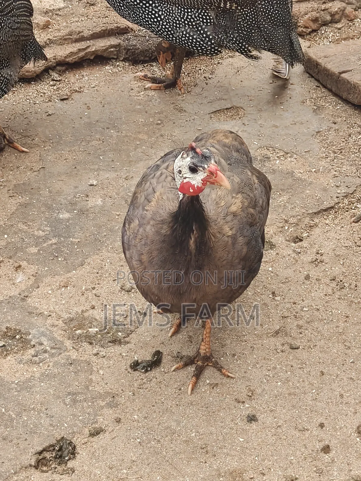 Mature Royal Purple Guinea Fowls