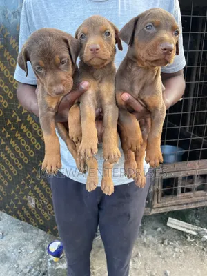 1-3 months Male Purebred Doberman Pinscher
