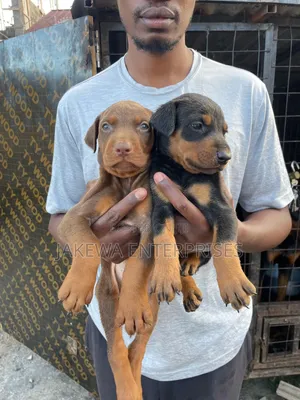 1-3 months Male Purebred Doberman Pinscher