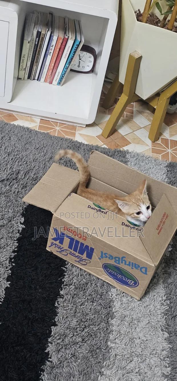 0-1 month Male Purebred Tabby - thumbnail 2