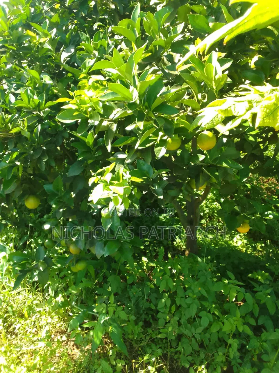5 Acres Farm Machakos -Wamunyu Selling at 16m