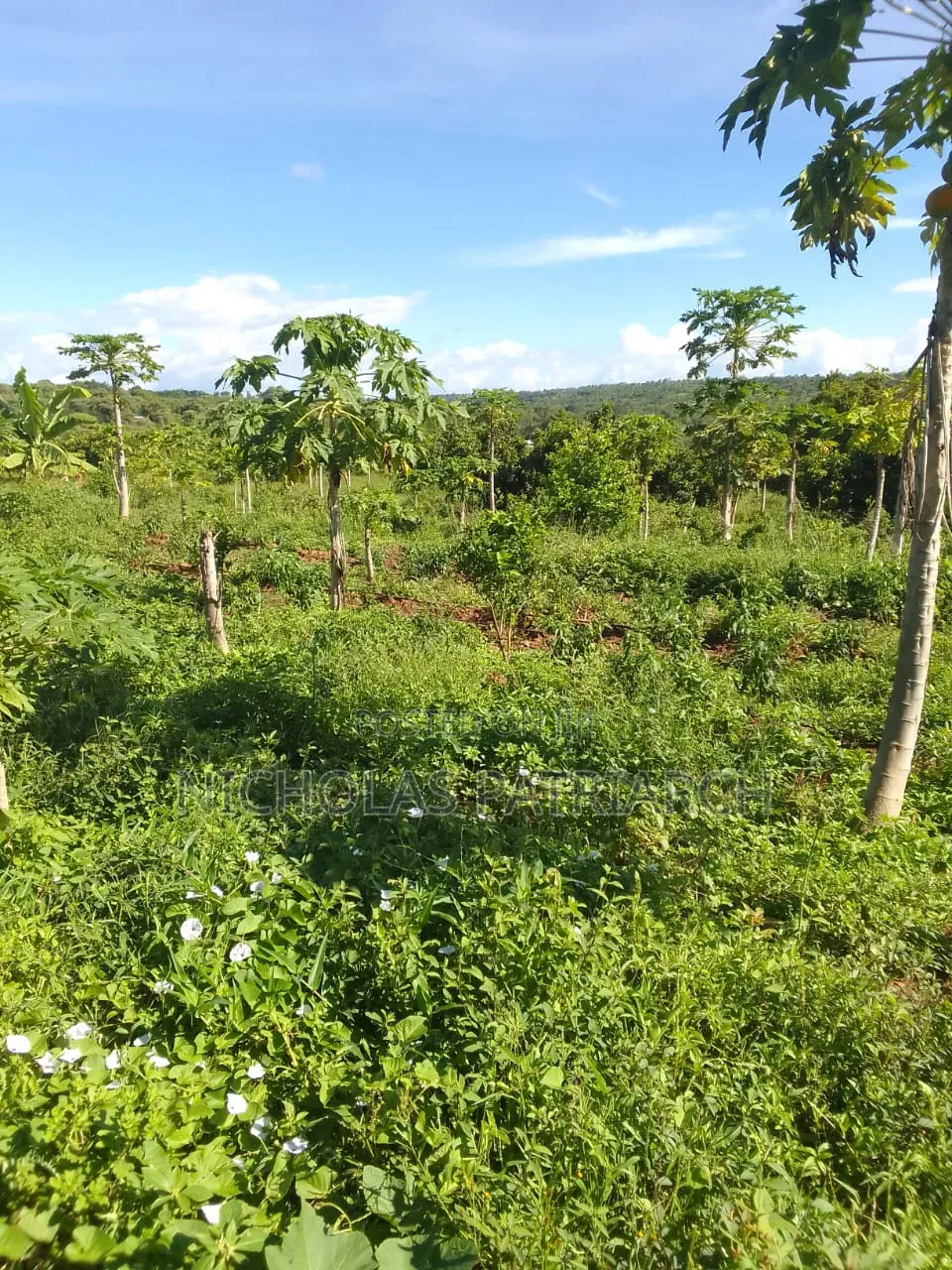 5 Acres Farm Machakos -Wamunyu Selling at 16m