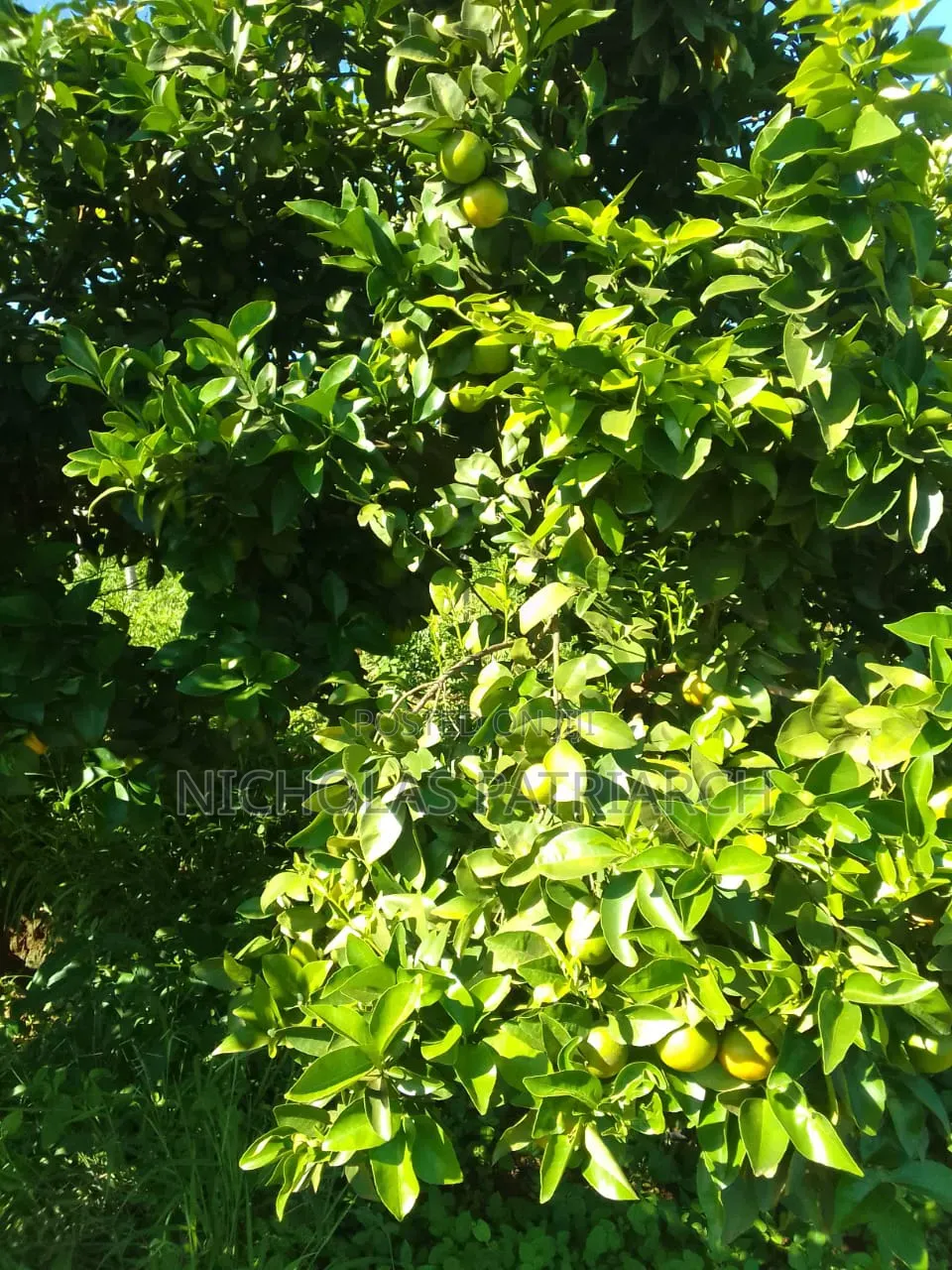 5 Acres Farm Machakos -Wamunyu Selling at 16m