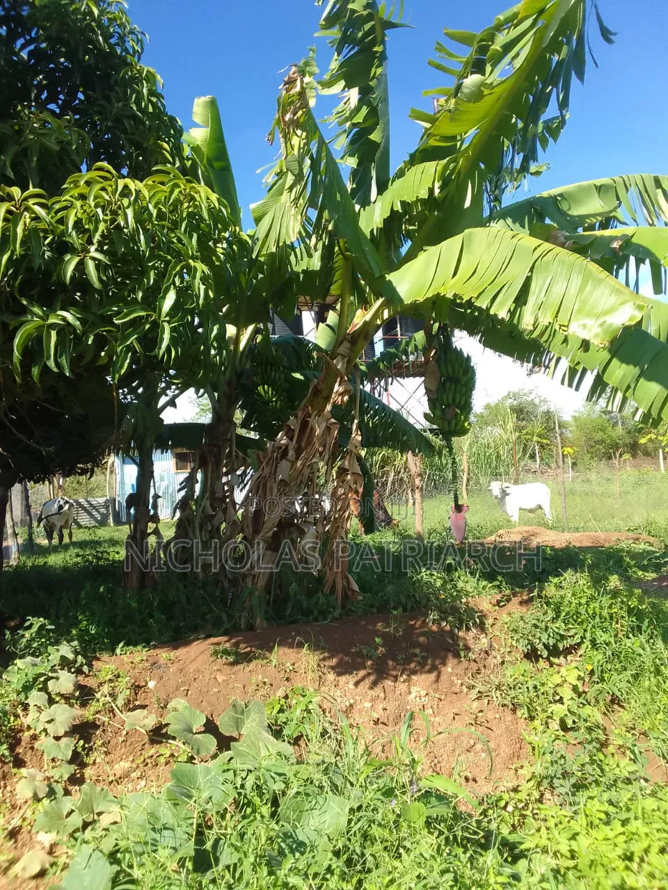 5 Acres Farm Machakos -Wamunyu Selling at 16m