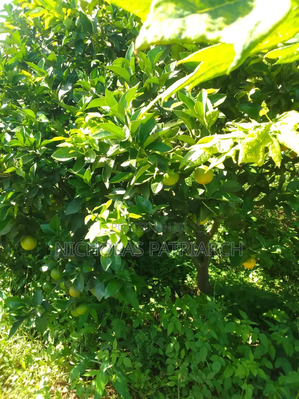 5 Acres Farm Machakos -Wamunyu Selling at 16m