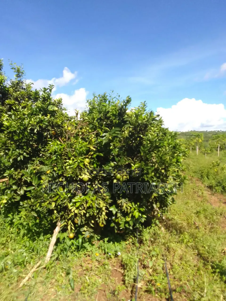 5 Acres Farm Machakos -Wamunyu Selling at 16m
