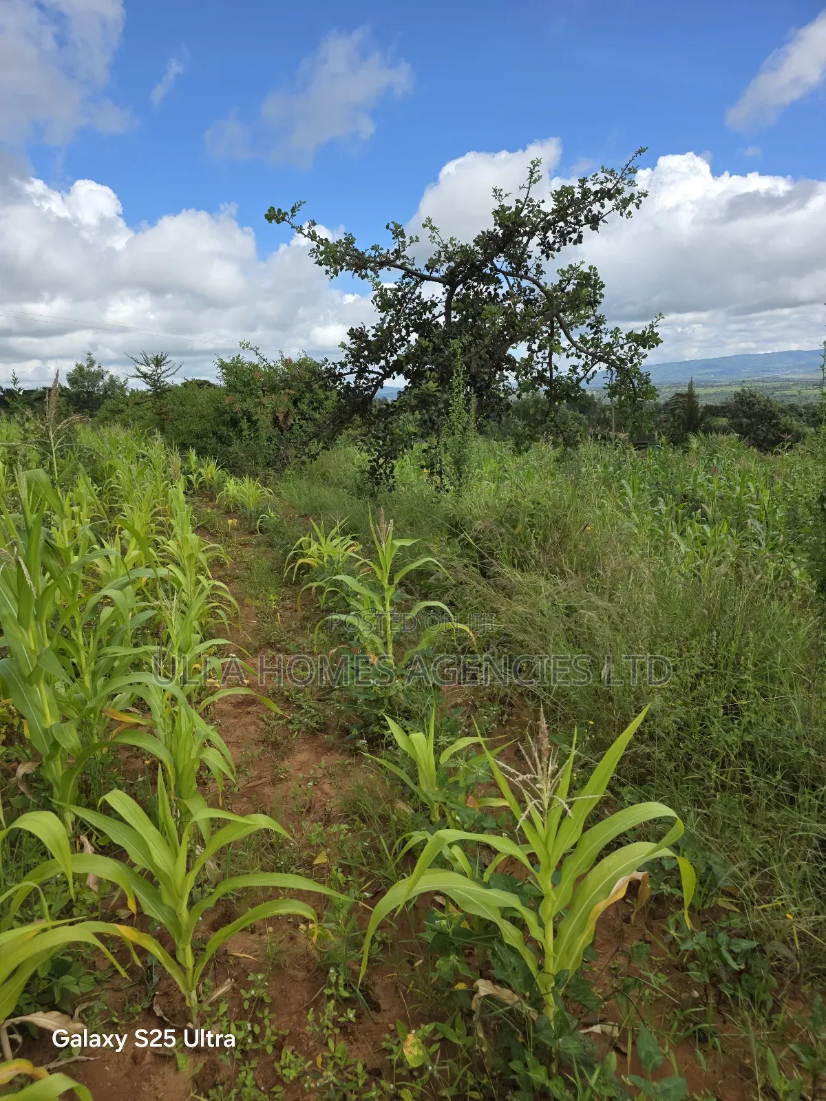 40 Acres at Lukenya Opposite Simba Cement,1km From Msa Road