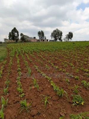 Akim Gardens Phase 1