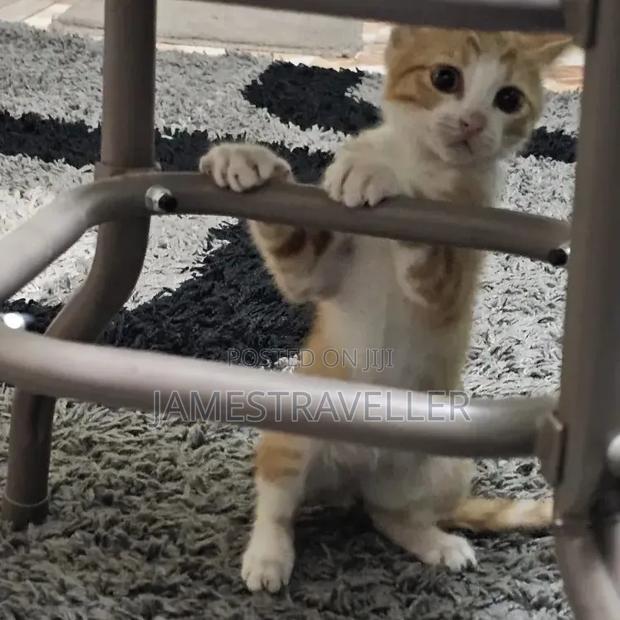 0-1 month Male Purebred Tabby
