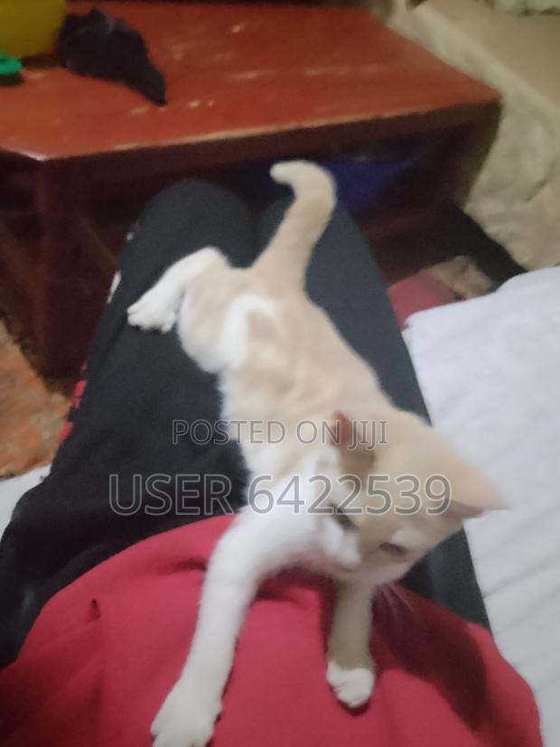 3-6 months Female Purebred Cat
