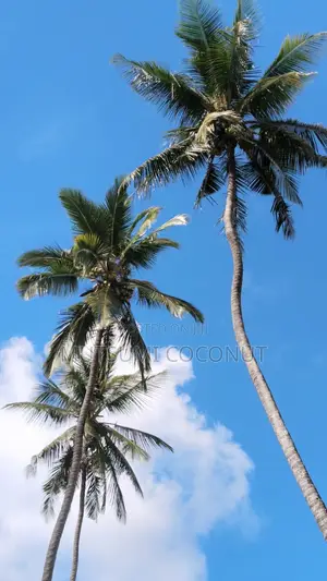 Coconut Palm Tree Seedlings