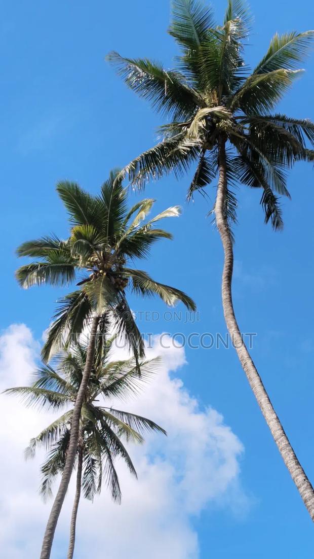 Coconut Palm Tree Seedlings - thumbnail 4