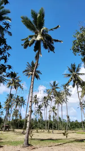 Coconut Palm Tree Seedlings