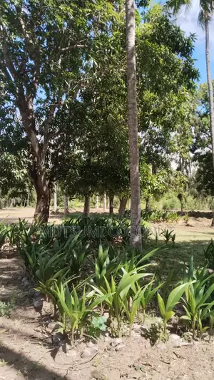 Coconut Palm Tree Seedlings
