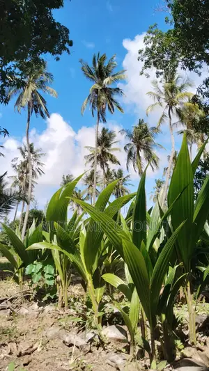 Coconut Palm Tree Seedlings