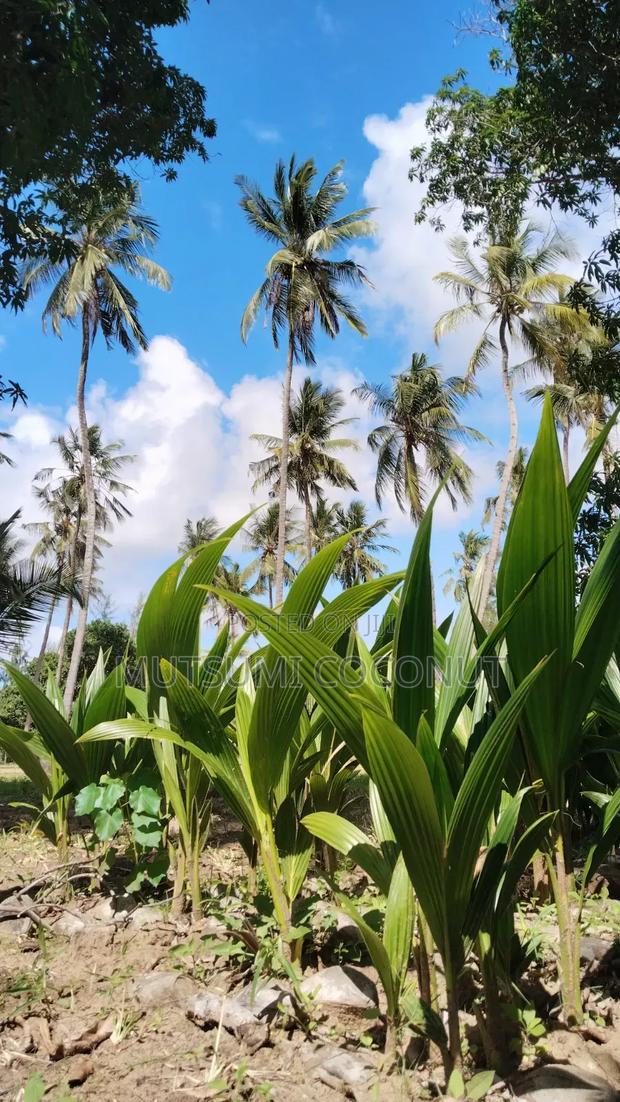 Coconut Palm Tree Seedlings