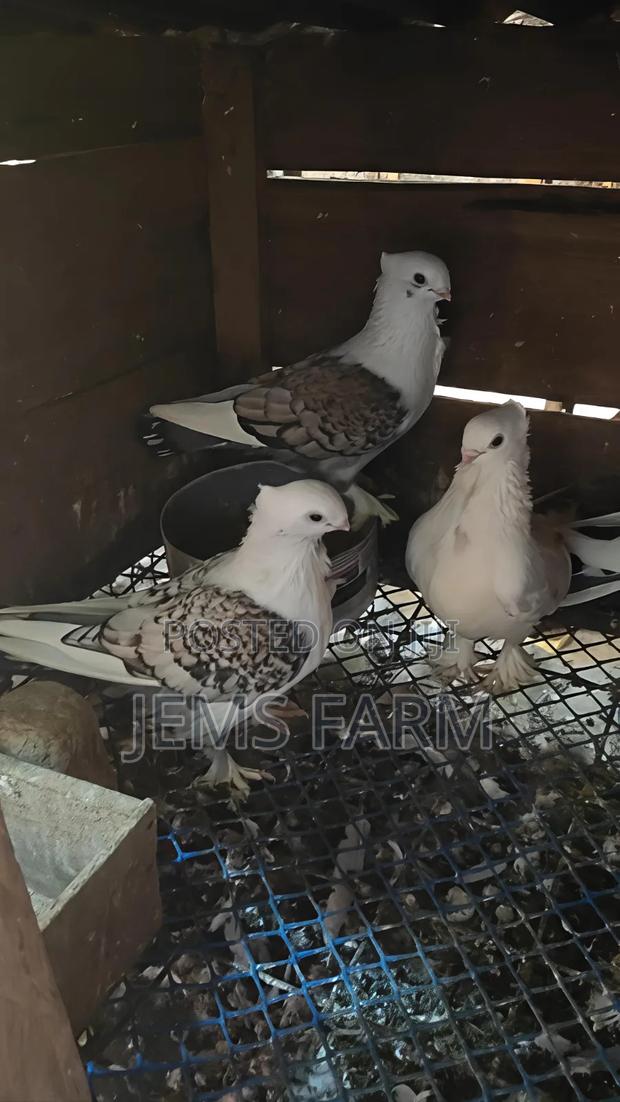 Mature Satinette Pegions Pair